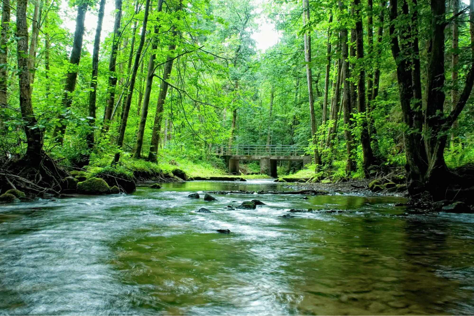 su-thu-thai-tuyet-doi-tai-phan-khu-the-laguna